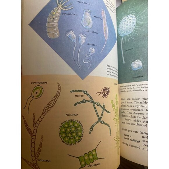 Vintage 1973 The How and Why Wonder Book of the Microscope – Illustrated Science - Picture 4 of 9